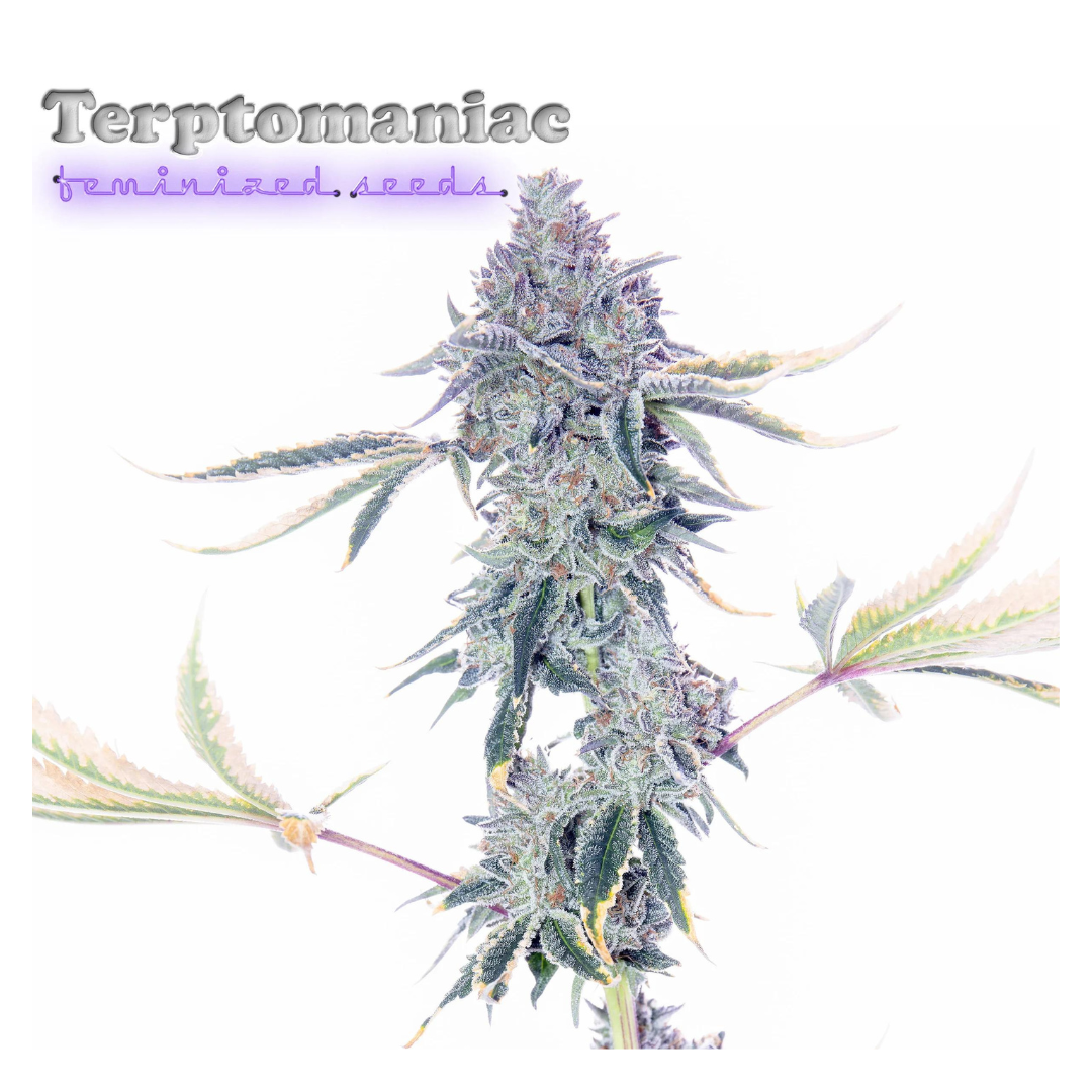 Romulan Genetics - Terptomaniac (F)