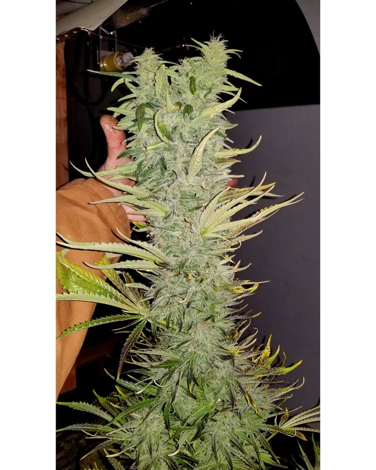 Deadpanhead Seeds - The Crazy