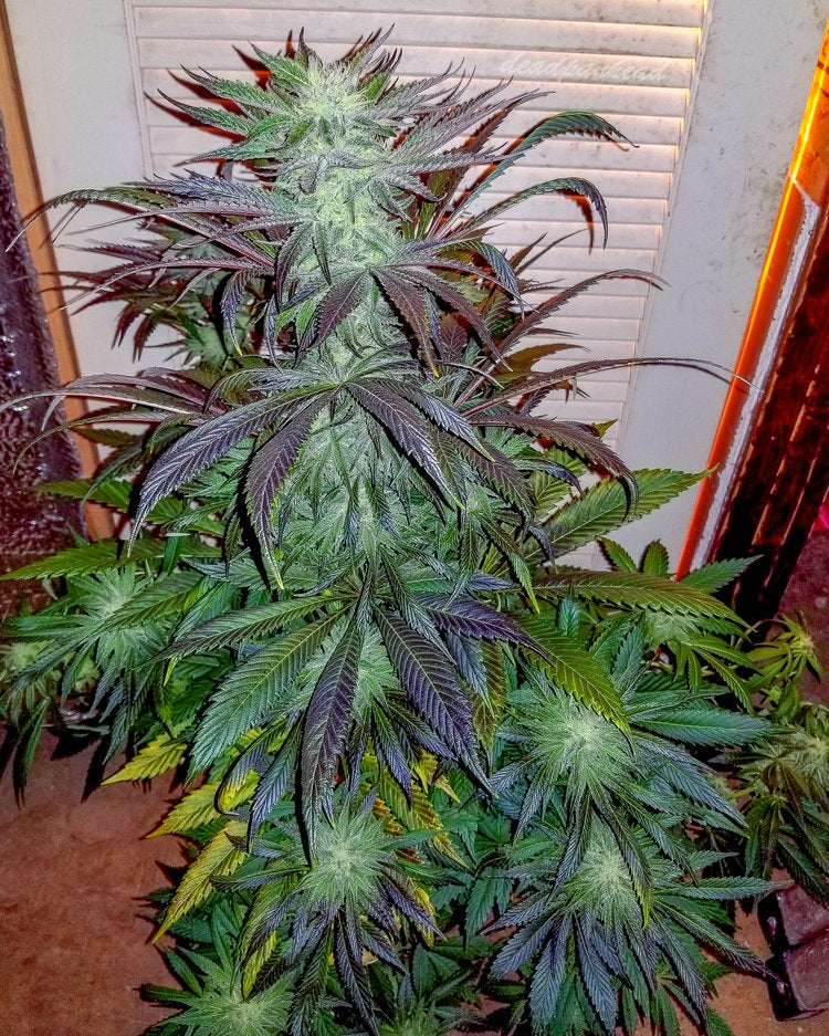 Deadpanhead Seeds - The Crazy