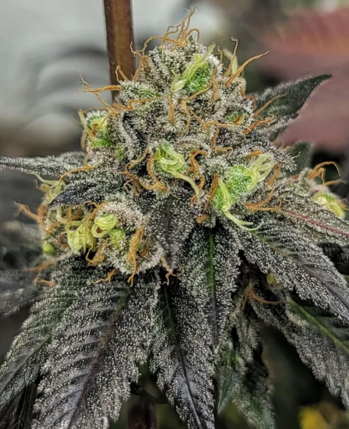 Thunderfudge Genetics - Frostee Paws