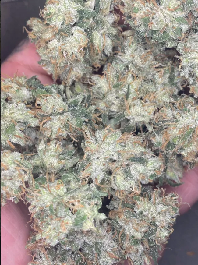 Thunderfudge Genetics - Frostee Paws