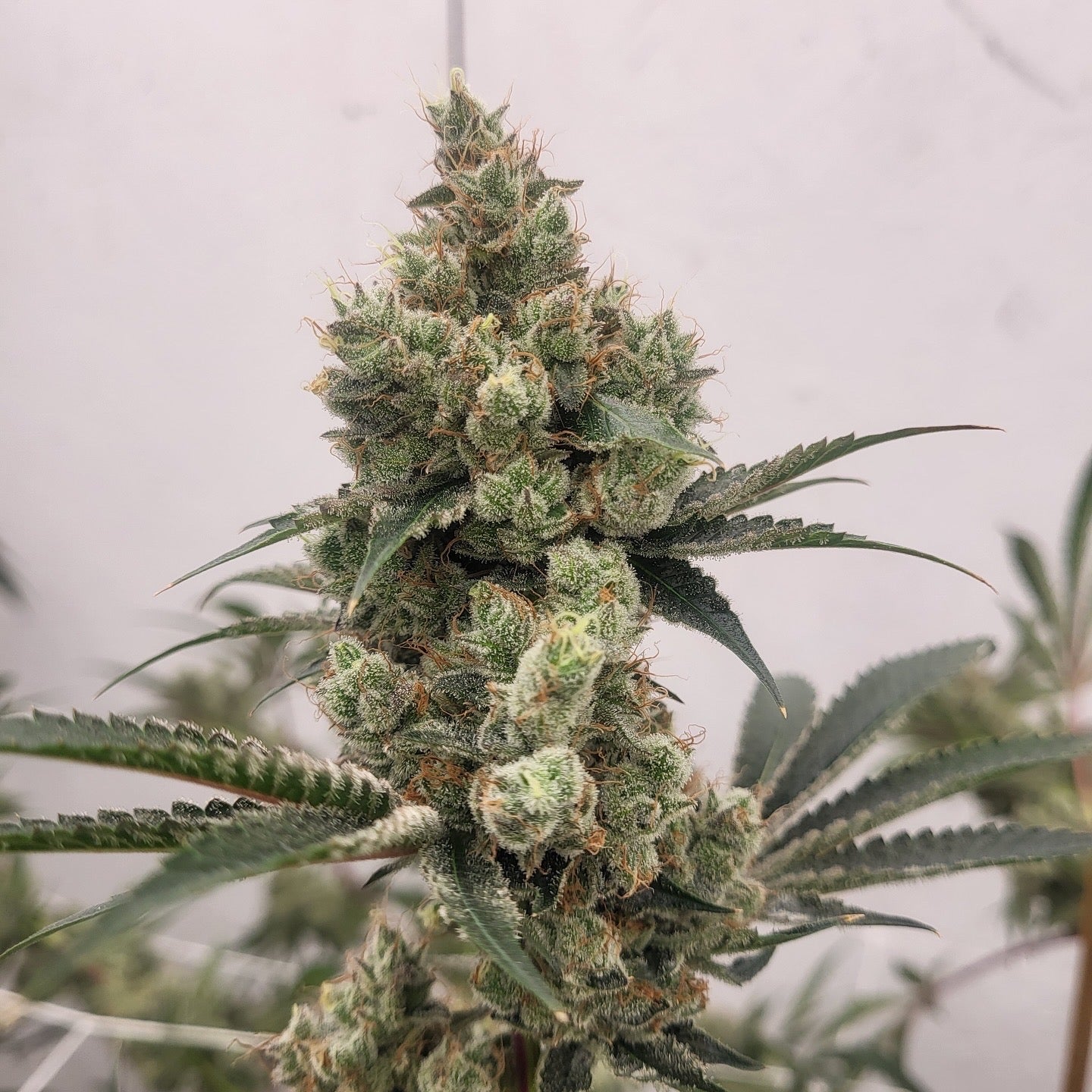 Thunderfudge Genetics - Banana Dawg F2