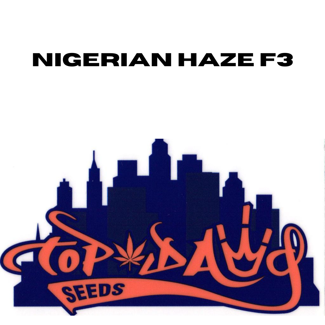 Top Dawg - Nigerian Haze F3