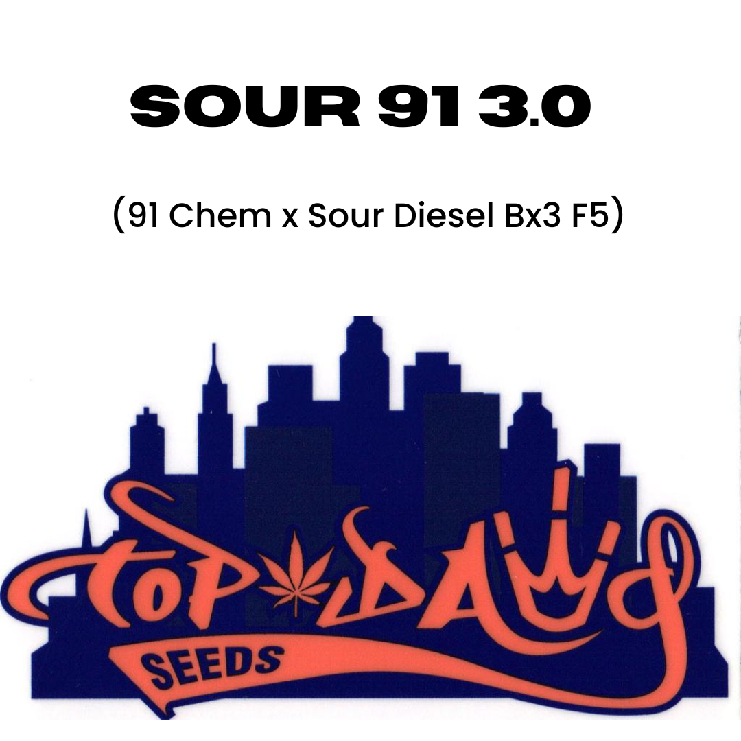 Top Dawg  - Sour 91 3.0