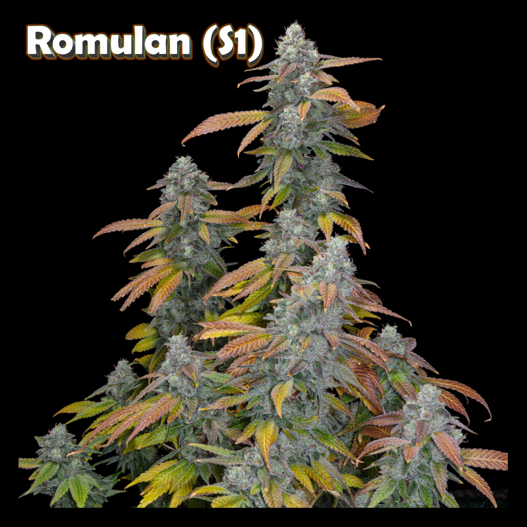 Romulan Genetics - Romulan (S1)
