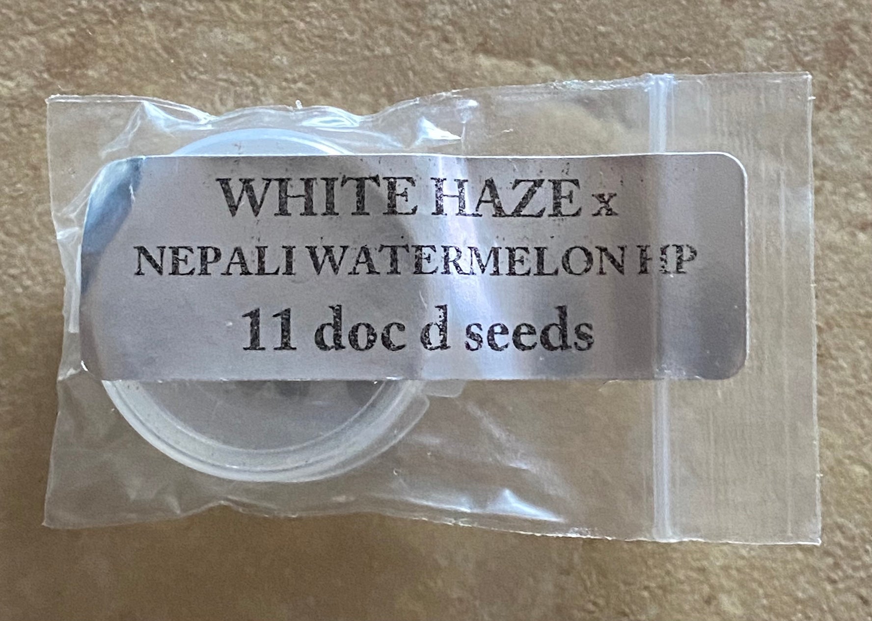 Doc D - White Haze x Nepali Watermelon Hash Plant