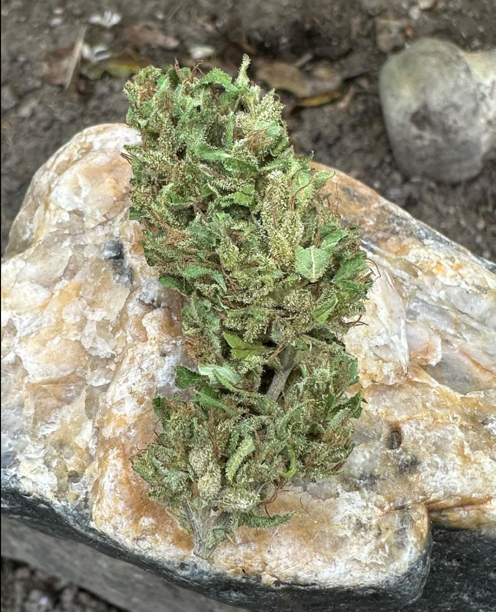 Coastal Seed Co - Yellow Scorpion x Colombian