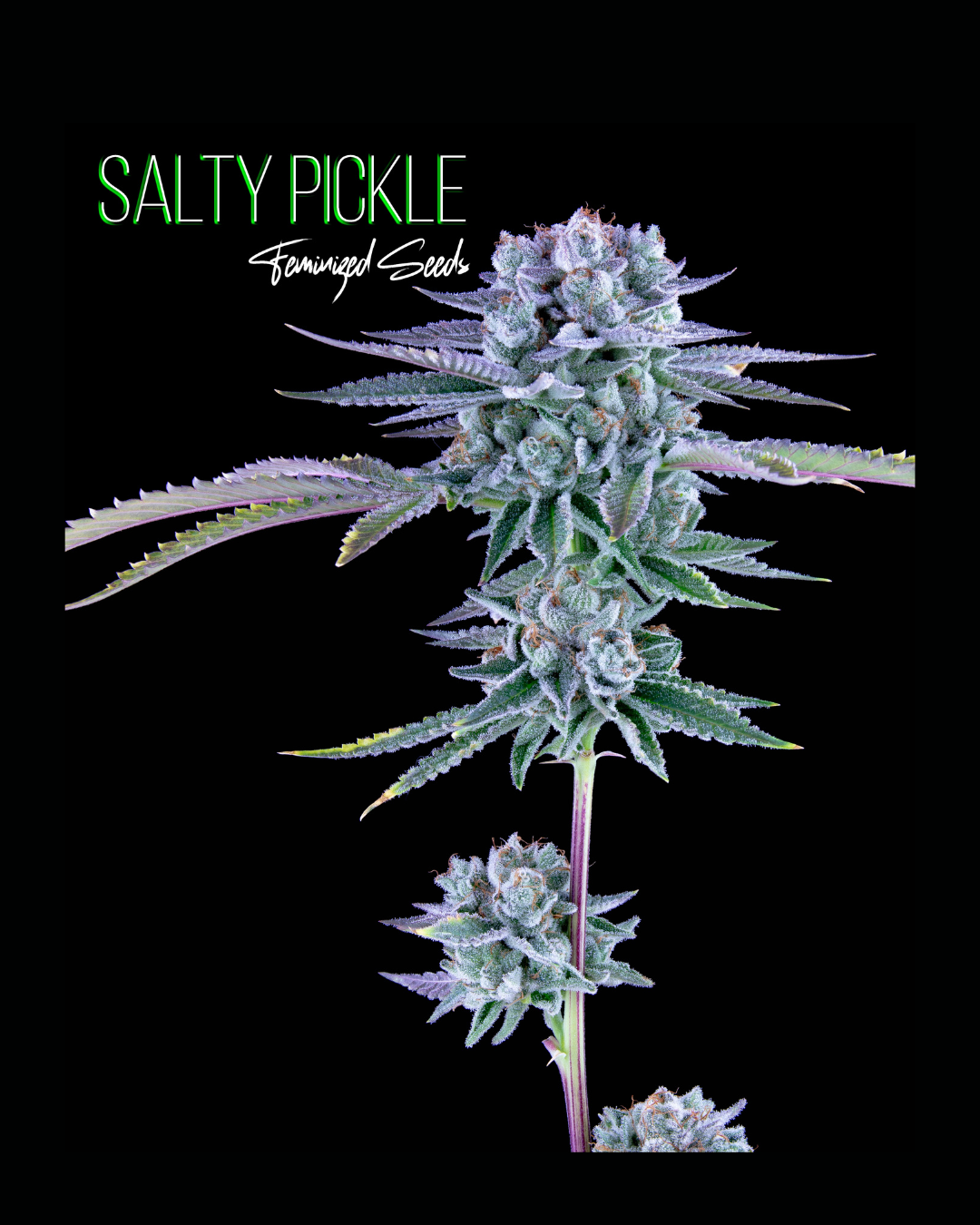 Romulan Genetics - Salty Pickle (F) - PRE-ORDER